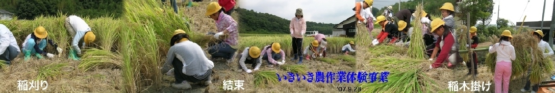 稲刈り・結束・稲木掛けのパノラマ合成