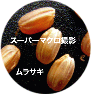 ����/�����T�L/�X�[�p�[�}�N���B�e