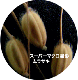 ��/�����T�L/�X�[�p�[�}�N���B�e