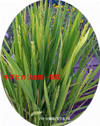 �o�P�c�L�k�o��J��