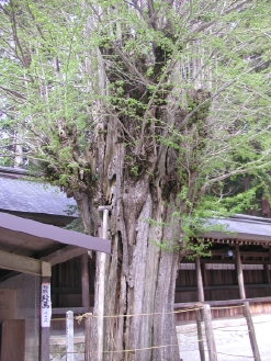 銀杏の木