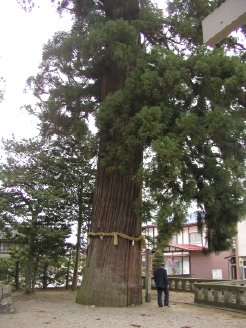 大杉