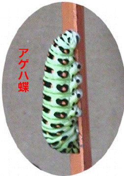 AQn̂Ȃ
