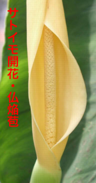 ̉