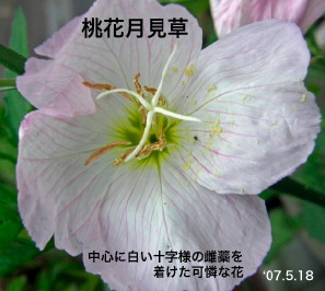 Ԍ