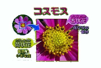 contents