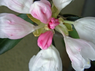 �V���N�i�Q21