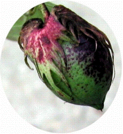 �ʎ��A�b�v