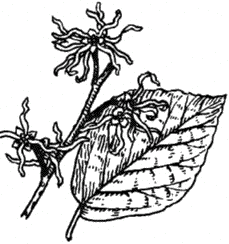 XPb`