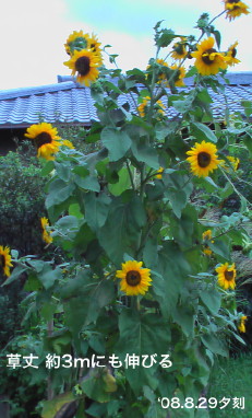 向日葵2