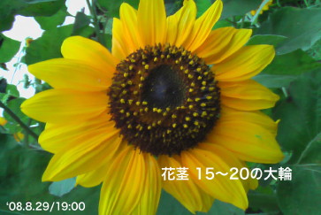 向日葵4