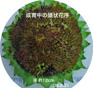 写真拡大