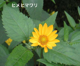 ヒメヒマワリ1