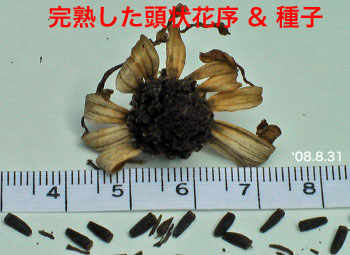 ヒメヒマワリ10