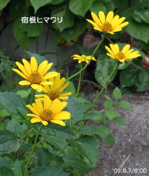 宿根ヒマワリ