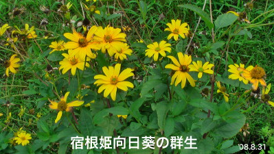 ヒメヒマワリ3