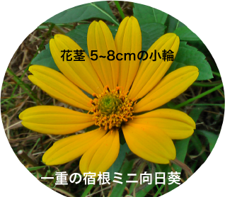 ヒメヒマワリ7