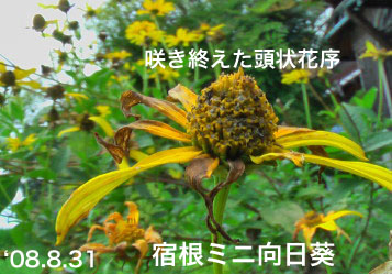 ヒメヒマワリ9