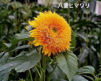 八重ヒマワリ2