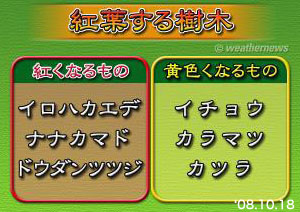 紅葉する樹僕