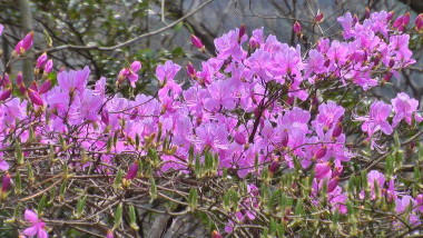 yamatutuji3