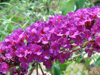 tTtWEcM10