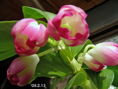 Dendrobium3