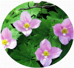 �V���l�A�I�C