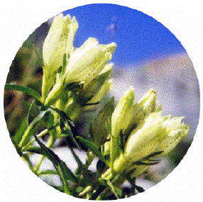 �g�E���N�����h�E
